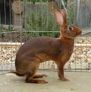 Belgian Hare Outdoors