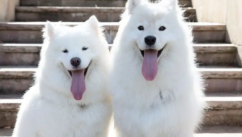 Top 1,200 Pet Names For The Year 4 Best Pet Names For The Year