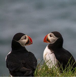 Birds Sitting