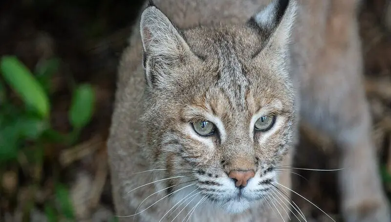 Bobcat Facts