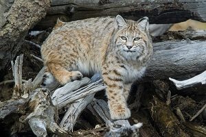 Bobcat in The Wild