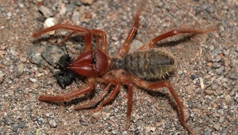 Camel Spider Eating