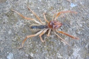 Camel Spider