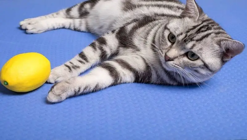 Can Cats Eat Lemon? 2 Can Cats Eat Lemon