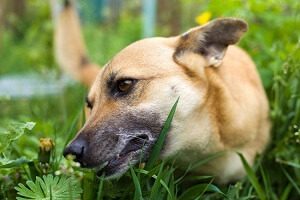Can Dogs Eat Grass