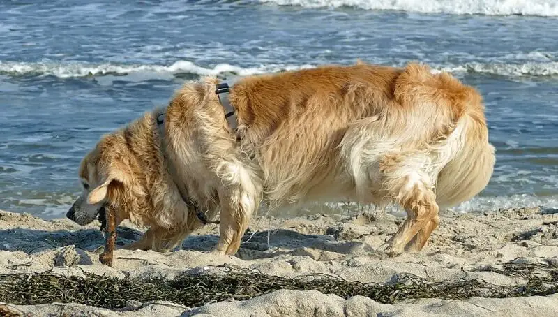 Can Dogs Eat Seaweed?