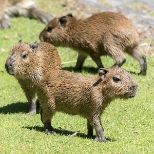 Capybara Pups
