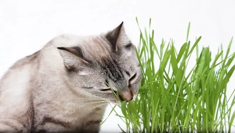 Cat Eating Grass