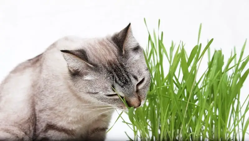 Can Cats Eat Grass? 2 Cat Eating Grass