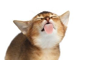 Cat Licking You