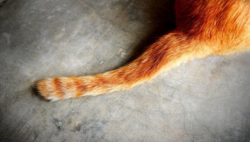 Cat Tail Signals