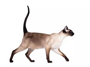 Cat With Straight Tail