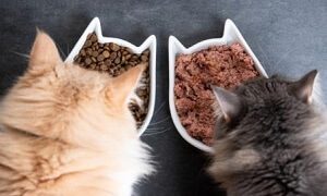Cats Eating Food With Protein