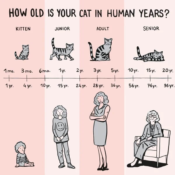 Cat Years in Human Years