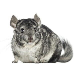 Chinchilla specimen