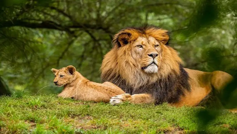 Do Lions Live in The Jungle? 4 Do Lions Live in Jungle