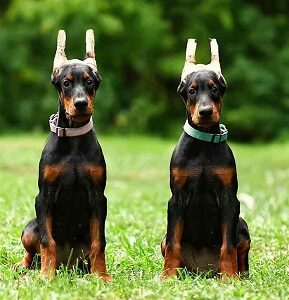 Doberman Ear