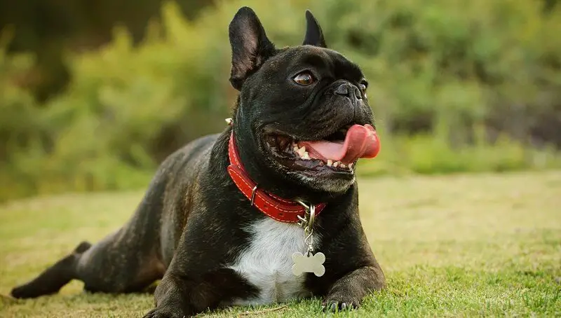 Why is Your Dog Breathing Fast but Not Panting? 3 Dog Breathing Fast