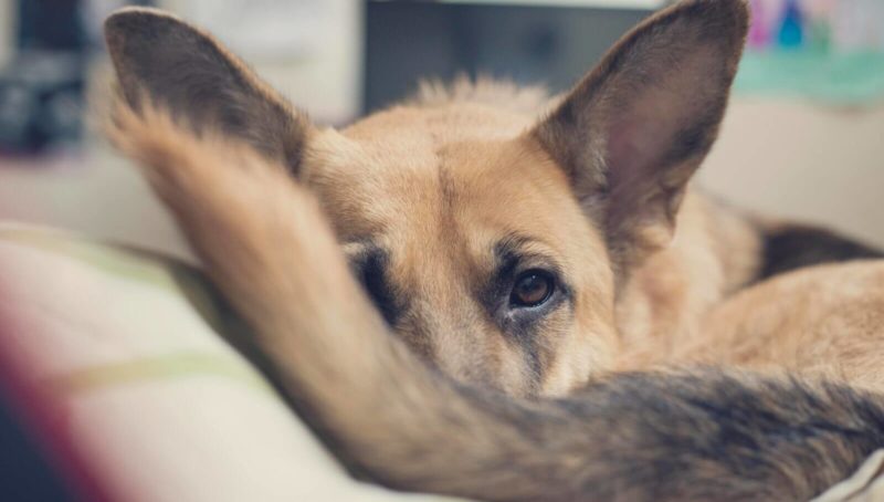 Dog Chewing Tail Blood