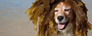 Dog Covered in Seaweed