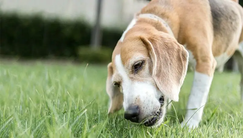 Why Does My Dog Eat Grass? 4 Dog Eating Grass