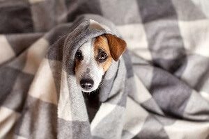 Dog Feels Cold