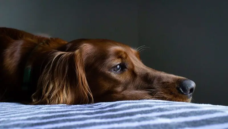 Dog Grunting When Lying Down