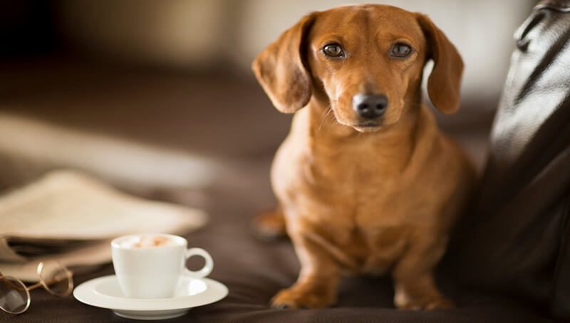 Dog Having Coffee
