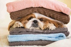 Dog in Clean Clothes