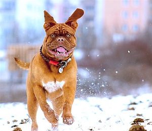 Dog in Snow