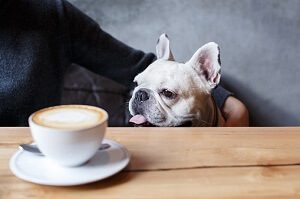 Dog Next to Coffee