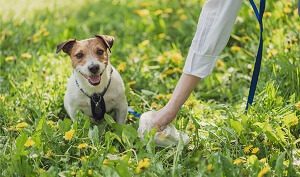 Dog Poop with Worms