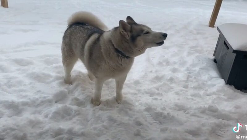 Dog Refusing to Come Inside