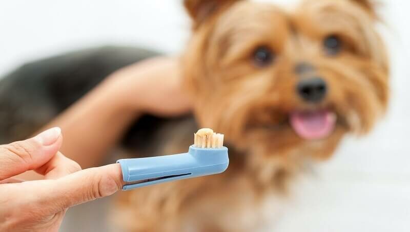 Dog Tooth Cavities