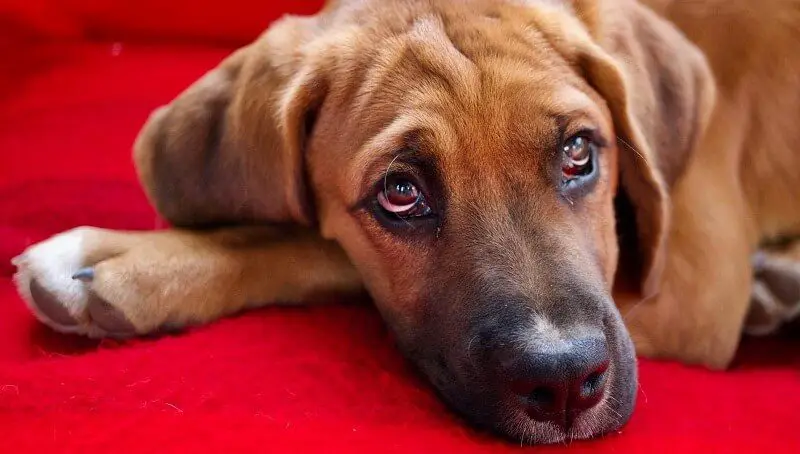 Why is a Dog Vomiting Yellow Bile and Not Eating 2 Dog Vomiting Yellow Bile