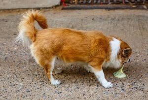 Dog Vomiting Yellow