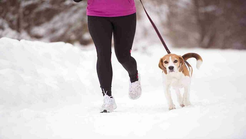 Dog Walking in Winter