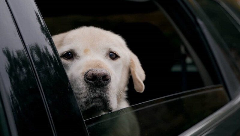 Dog Whining in Car