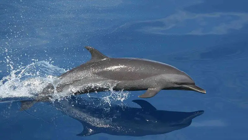 Dolphin Mammal