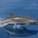 Dolphin Mammal