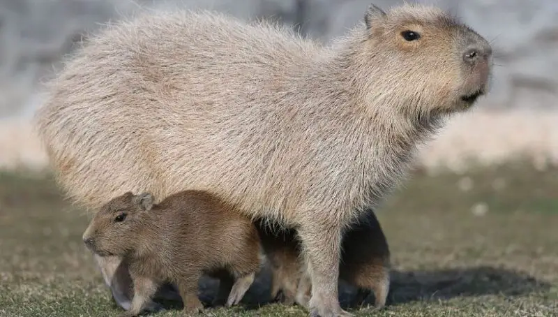 Facts About Capybaras