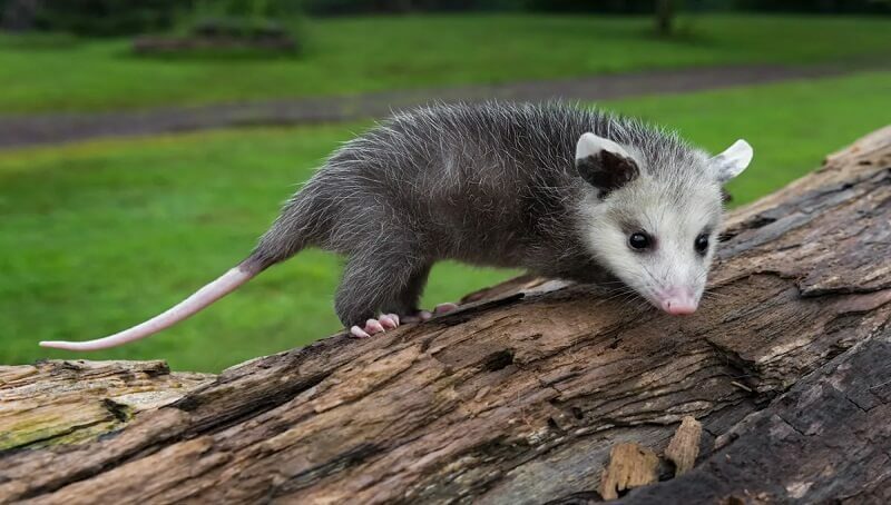 Facts About Opossums