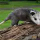 Facts About Opossums