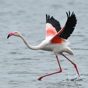 Flamingo bird taking off