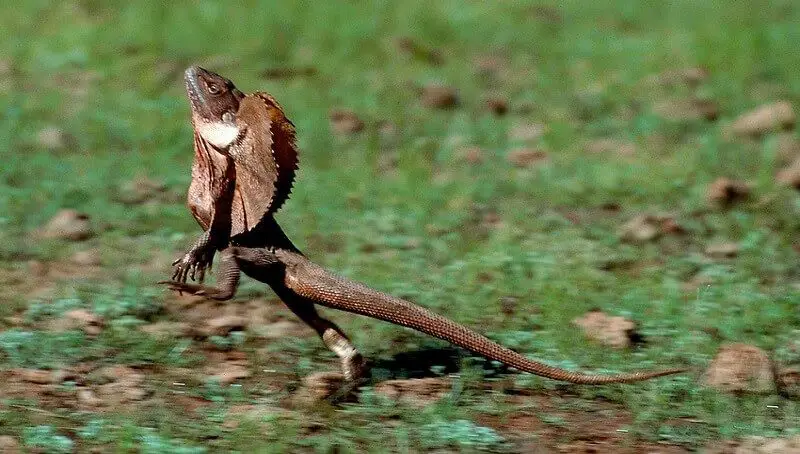 Frill-necked Lizard