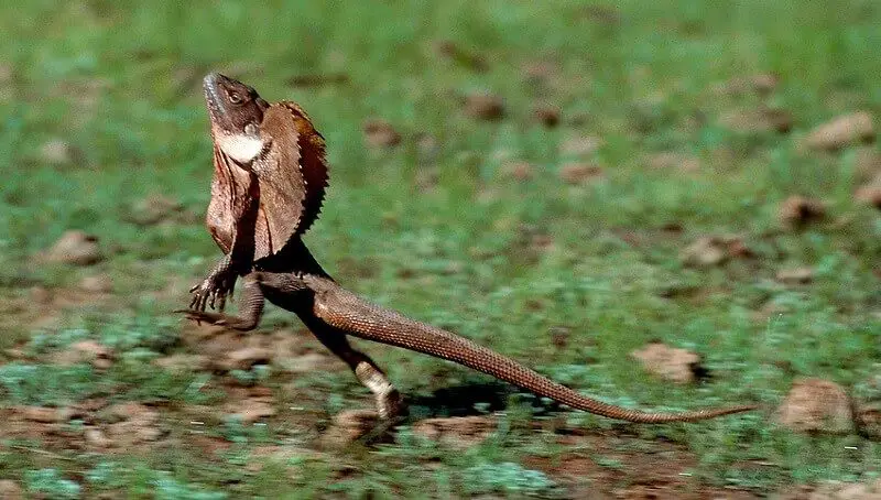 Frill-Necked Lizard Facts 3 Frill-necked Lizard