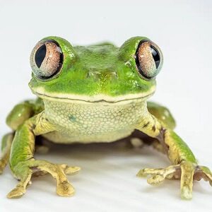 Frog Eyes