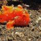 Frogfish Info