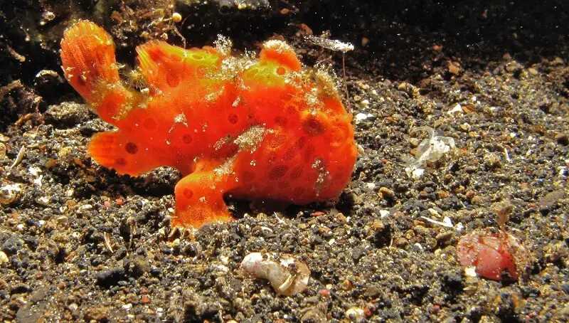 Interesting Information on the Frogfish 3 Frogfish Info
