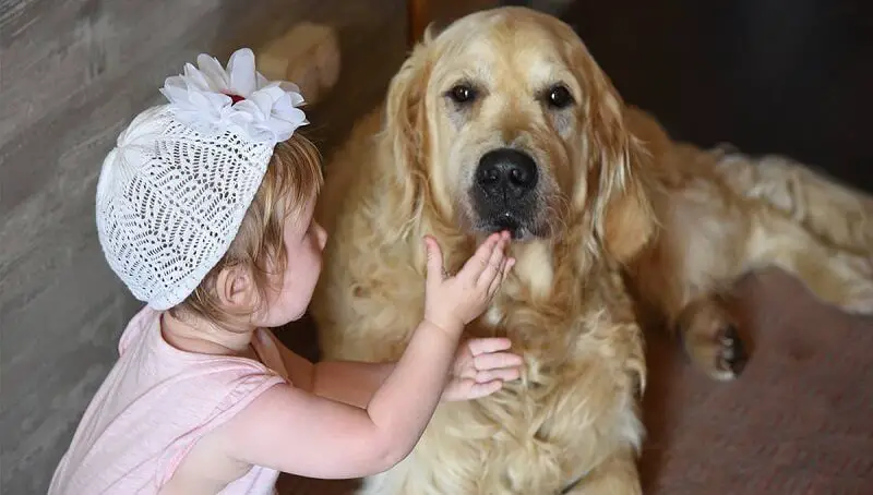 Golden Retriever With Kid